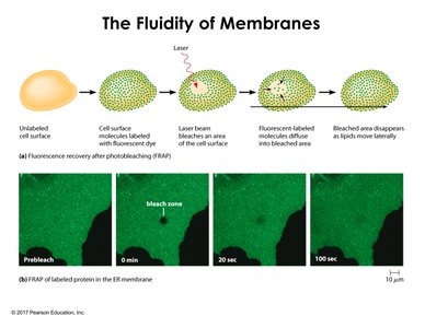 FRAP experiment showing membrane fluidity