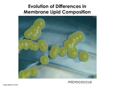 Micrococcus adaptation to temperature
