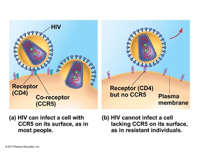HIV entry and membrane protein receptors