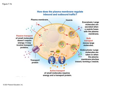 Plasma membrane regulation of traffic