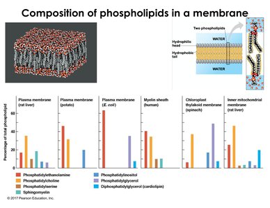 Composition of phospholipids in a membrane