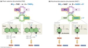 FAD and NAD+ as Electron Carriers