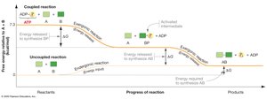 Coupling of Exergonic and Endergonic Reactions via Phosphorylation