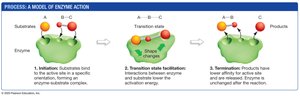 Model of Enzyme Action
