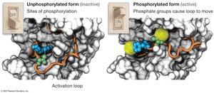 Phosphorylation Changes Protein Shape and Activity