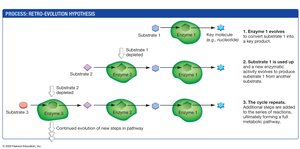 Retro-evolution Hypothesis for Metabolic Pathway Evolution