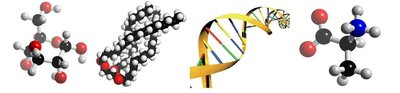 Examples of biological macromolecules: carbohydrate, lipid, DNA, amino acid