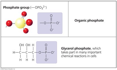 Phosphate group example: glycerol phosphate