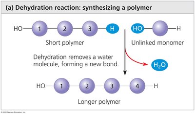 Dehydration reaction: synthesizing a polymer