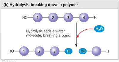 Hydrolysis: breaking down a polymer