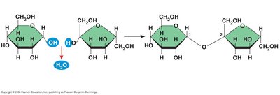 Formation of a disaccharide by dehydration reaction