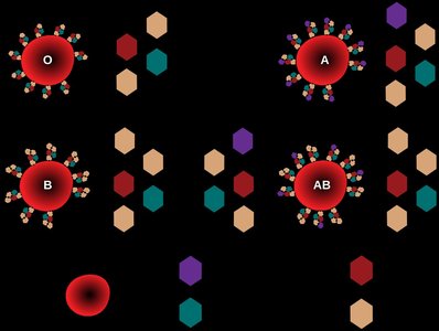 ABO blood group diagram showing oligosaccharide chains