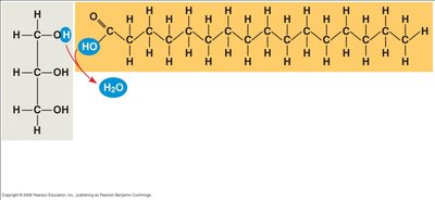 Fatty acid and glycerol structure