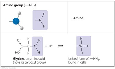 Amino group example: glycine