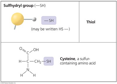 Sulfhydryl group example: cysteine