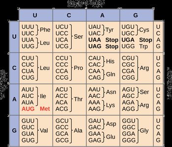 Genetic code table showing codons and corresponding amino acids