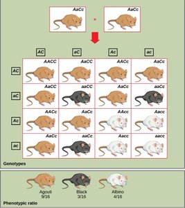 Dihybrid cross showing inheritance of fur color in mice