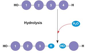 Hydrolysis of polymers
