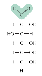 Linear glucose structure