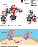 Protein structure levels