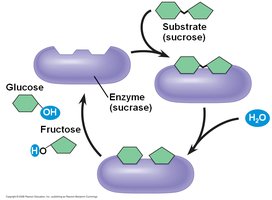 Protein structure levels