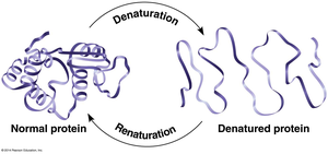 Protein denaturation
