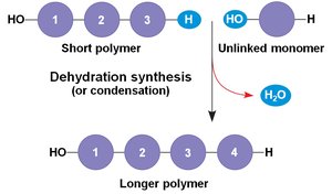 Dehydration synthesis of polymers