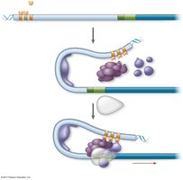 Transcription initiation complex at a eukaryotic gene