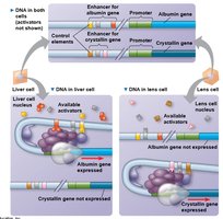 Combinatorial control of gene activation
