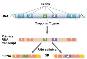 Alternative RNA splicing
