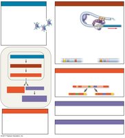 Summary of gene expression regulation in eukaryotes