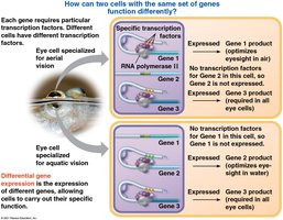Differential gene expression in specialized eye cells