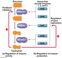 Feedback inhibition and gene regulation in tryptophan synthesis