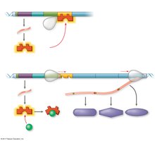 lac operon regulation