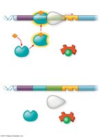 Positive gene regulation in the lac operon