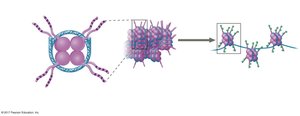 Histone acetylation and chromatin structure