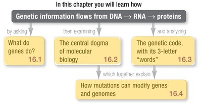 Chapter outline showing flow of genetic information from DNA to RNA to proteins and mutations