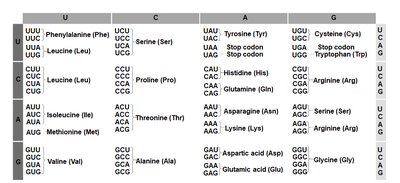 DNA, mRNA, and amino acid sequence prediction