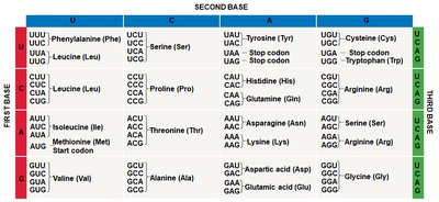 DNA, mRNA, and amino acid sequence prediction