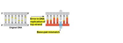 Base-pair mismatch leading to mutation