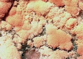 Neurospora fungus used in genetic experiments