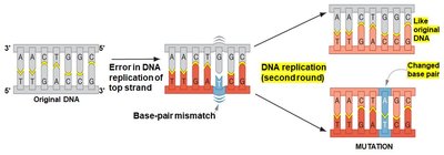Base-pair mismatch leading to mutation