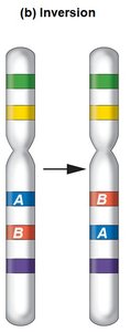Chromosome inversion