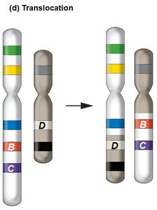 Chromosome translocation