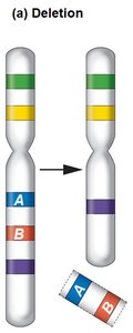 Chromosome deletion