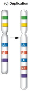 Chromosome duplication