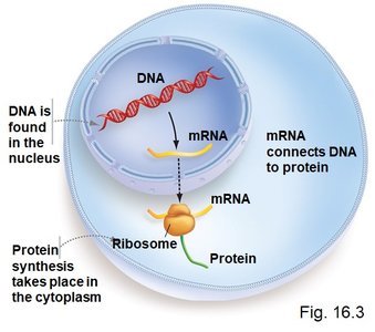Diagram of DNA transcription and translation in a cell