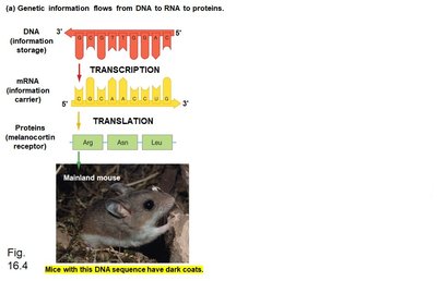 Flow of genetic information from DNA to RNA to protein in mice