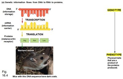 Genotype to phenotype diagram