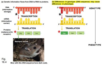 Genotype differences causing phenotype differences